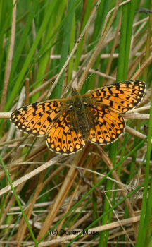 Image from EUNIS Database photo collection regarding Species, Habitat types and Sites