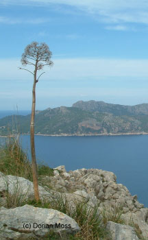 Image from EUNIS Database photo collection regarding Species, Habitat types and Sites
