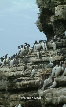 Image from EUNIS Database photo collection regarding Species, Habitat types and Sites