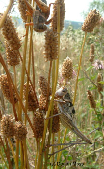 Image from EUNIS Database photo collection regarding Species, Habitat types and Sites