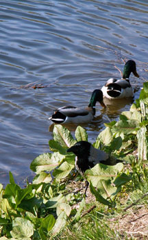Image from EUNIS Database photo collection regarding Species, Habitat types and Sites
