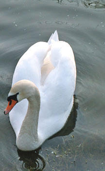 Image from EUNIS Database photo collection regarding Species, Habitat types and Sites