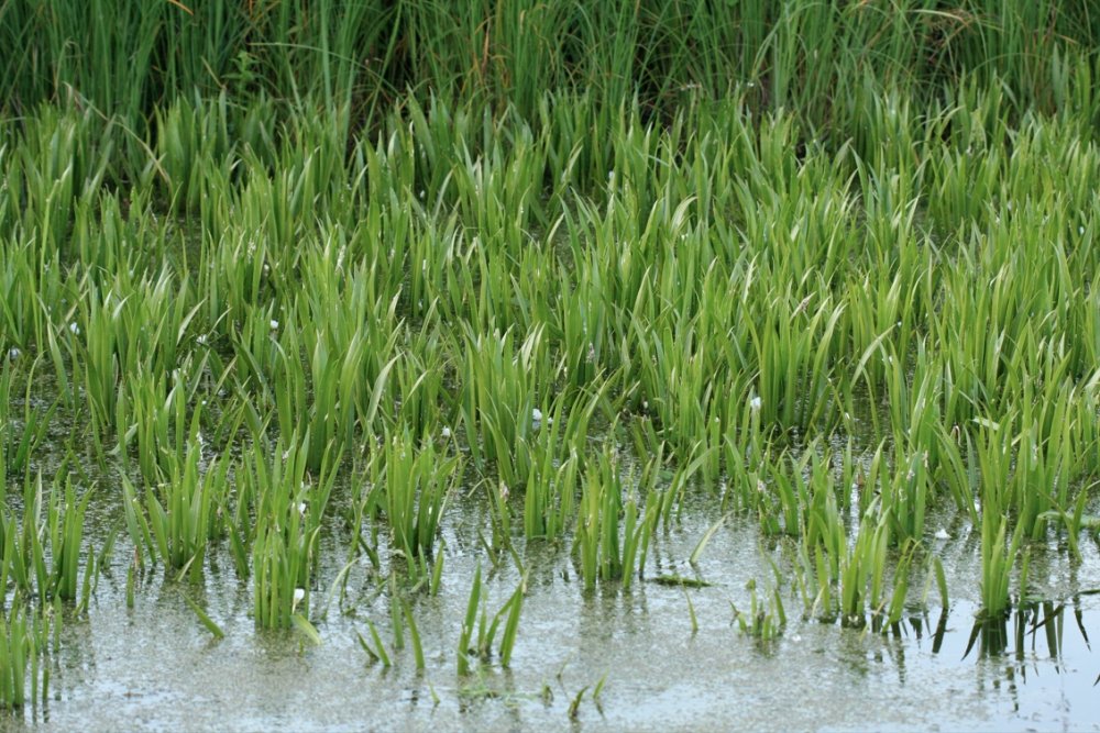 EUNIS Factsheet for Mesotrophic to eutrophic waterbody with vascular