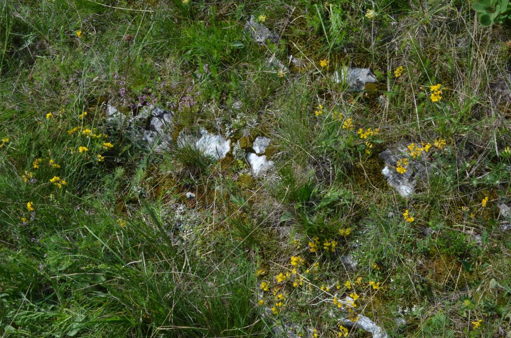 EUNIS Factsheet for Dry steppic, submediterranean pasture of South