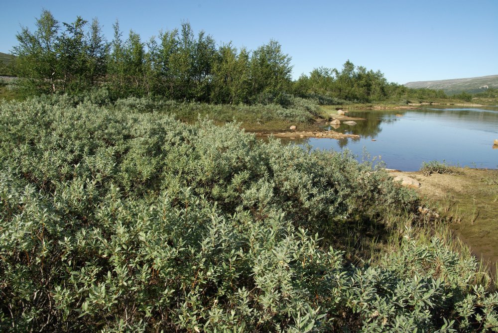 EUNIS Factsheet for Temperate and boreal riparian scrub