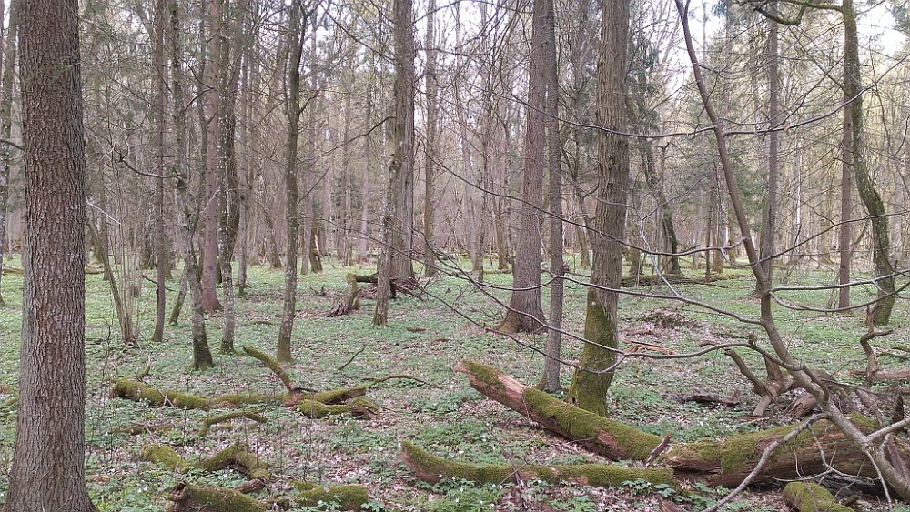 EUNIS Factsheet for Carpinus and Quercus mesic deciduous woodland