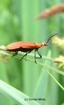 Image from EUNIS Database photo collection regarding Species, Habitat types and Sites