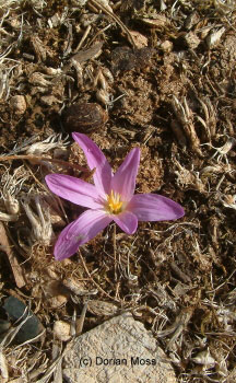 Image from EUNIS Database photo collection regarding Species, Habitat types and Sites