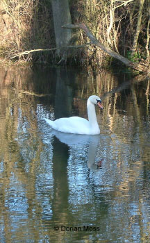 Image from EUNIS Database photo collection regarding Species, Habitat types and Sites