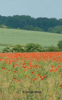 Image from EUNIS Database photo collection regarding Species, Habitat types and Sites