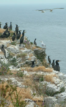 Image from EUNIS Database photo collection regarding Species, Habitat types and Sites