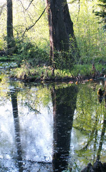 Image from EUNIS Database photo collection regarding Species, Habitat types and Sites