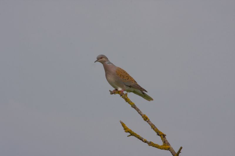 Turteltauben Turtle Doves Tortola スワロ 【公式通販】