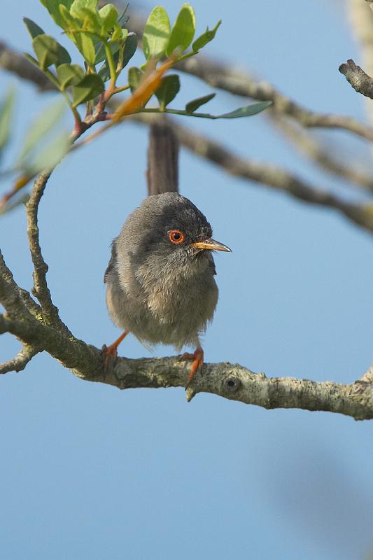 Marmora's Warbler - Sylvia sarda - Temminck, 1820 Marmora's Warbler - Sylvia sarda - Temminck, 1820