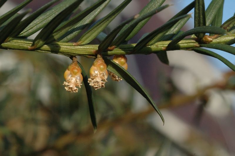 Taxus baccata - L.