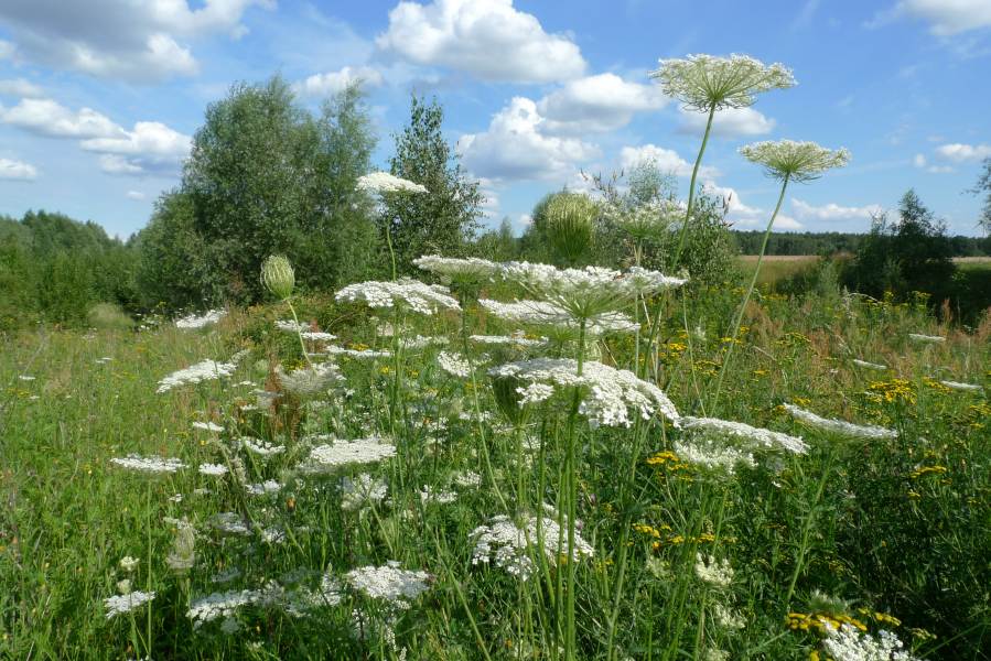 Daucus carota - L.