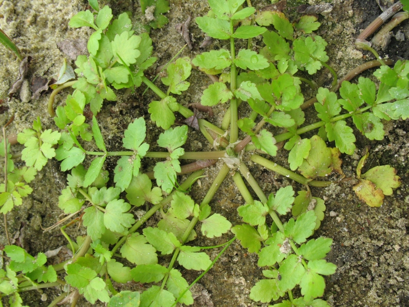 Helosciadium repens - (Jacq.) W.D.J.Koch