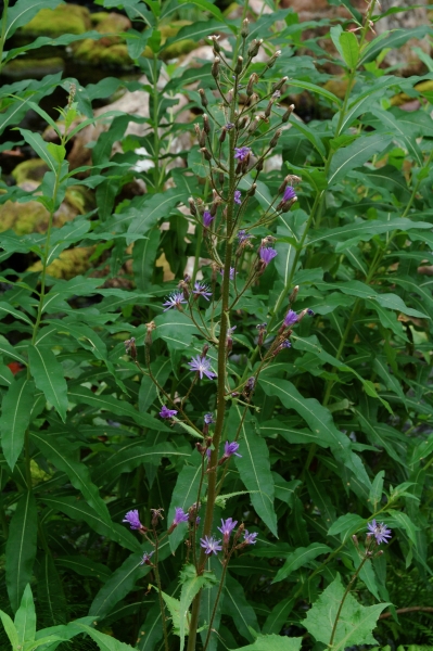 Cicerbita Alpina L Wallr