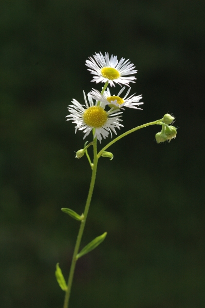 Erigeron Annuus L Pers