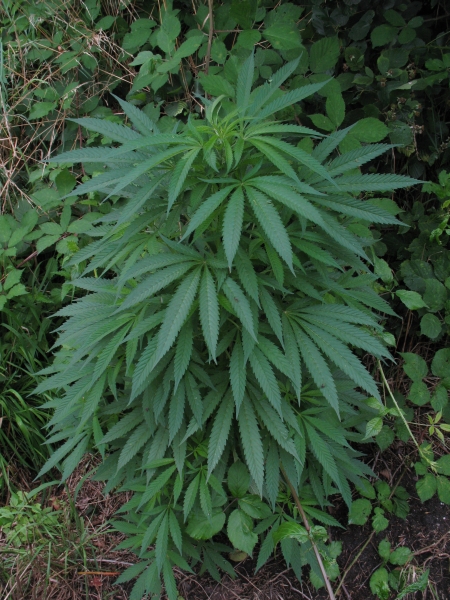 Cannabis Sativa L