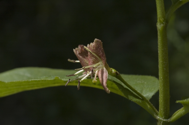 Lonicera alpigena - L.