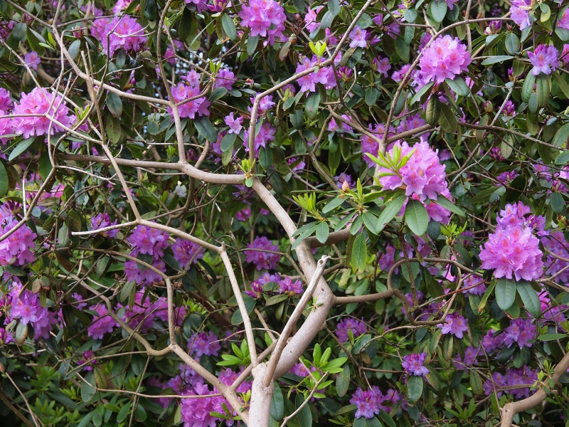 Rhododendron ponticum - L.