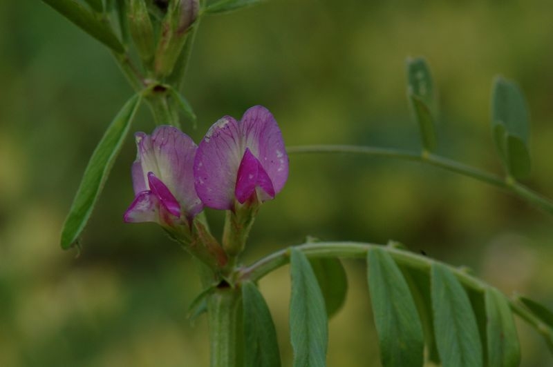 Vicia Sativa Subsp Nigra L Ehrh