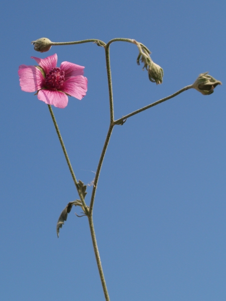 Althaea cannabina - L.