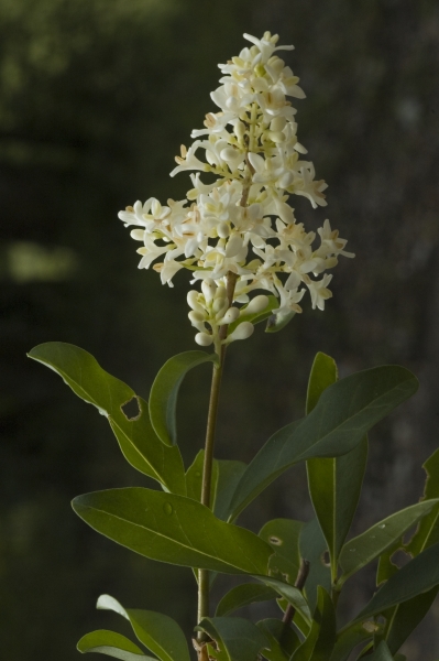 Ligustrum vulgare - L.