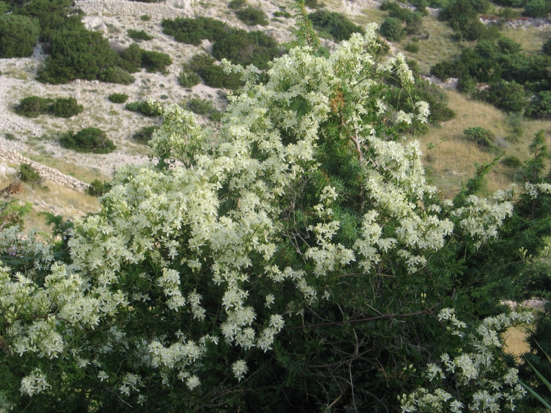 Clematis flammula - L.