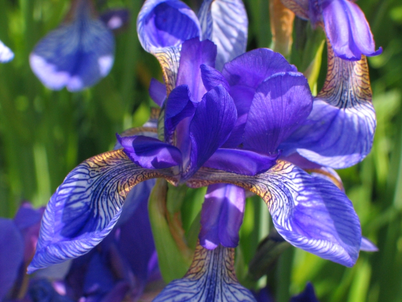Iris, Description, Species, & Facts