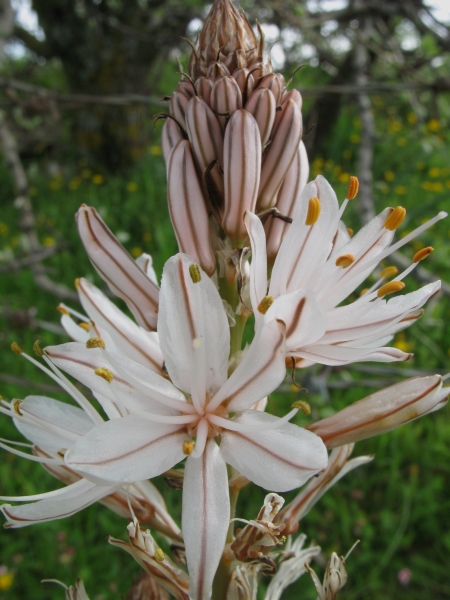 Asphodelus Fistulosus L