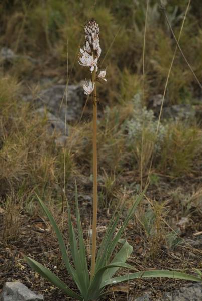 Asphodelus Albus Mill