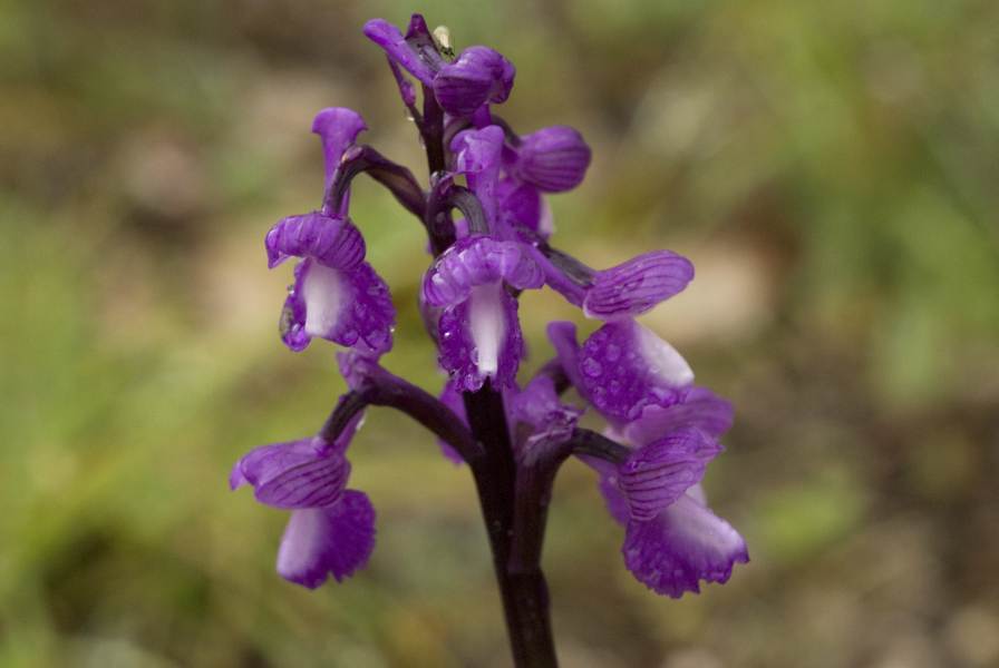 Orchis Morio Subsp Champagneuxii Barn E G Camus