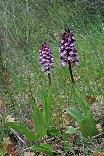 Orchis Purpurea Huds