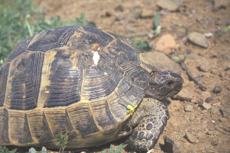 mediterranean spur thighed tortoise