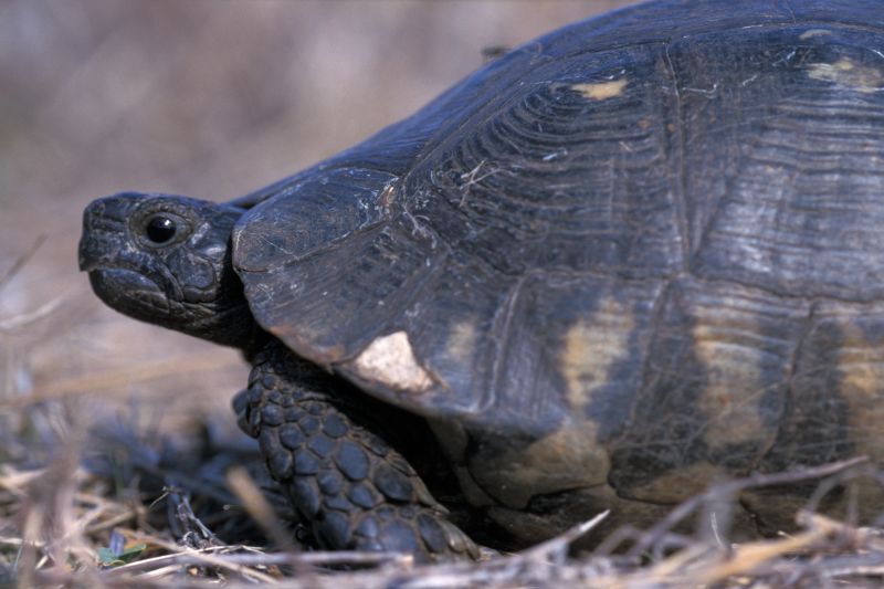 Marginated tortoise - Testudo marginata - Schoepff, 1792