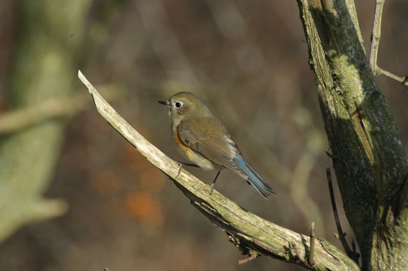 Red-flanked Bluetail - Tarsiger cyanurus - Birds of the World