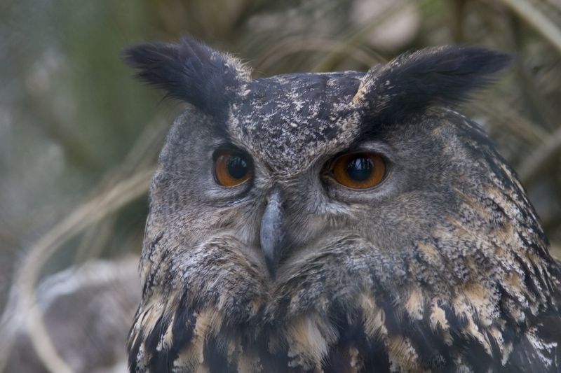 Eagle Owl Bubo Bubo Linnaeus 1758