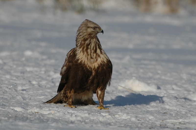 Rough Legged Buzzard Buteo Lagopus Pontoppidan 1763