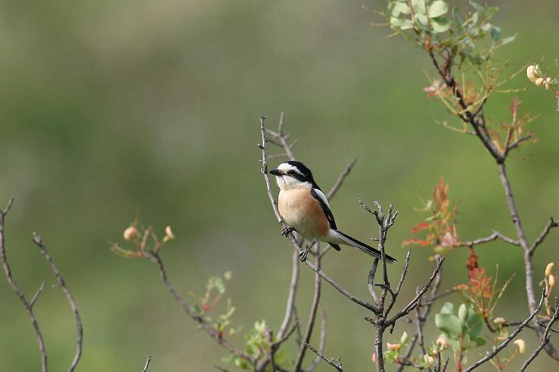 Masked Shrike Lanius nubicus Lichtenstein, 1823