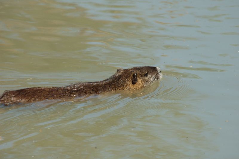 Coypu Myocastor Coypus Molina 1782 Coypu Myocastor Coypus Molina 1782