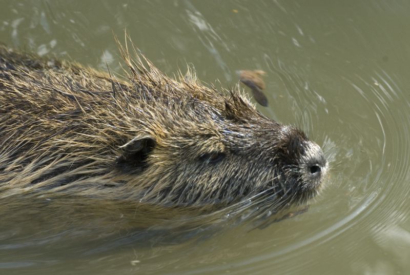 Coypu Myocastor Coypus Molina 1782 Coypu Myocastor Coypus Molina 1782