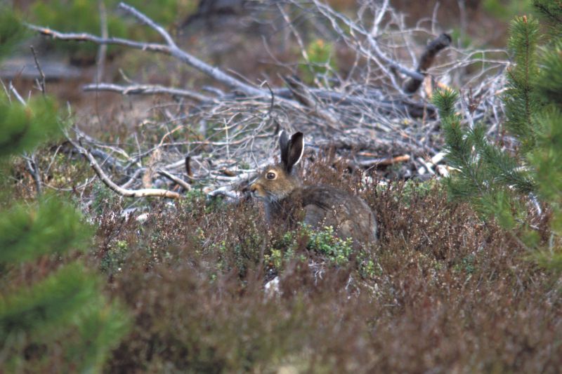 Mountain hare Lepus timidus Linnaeus, 1758