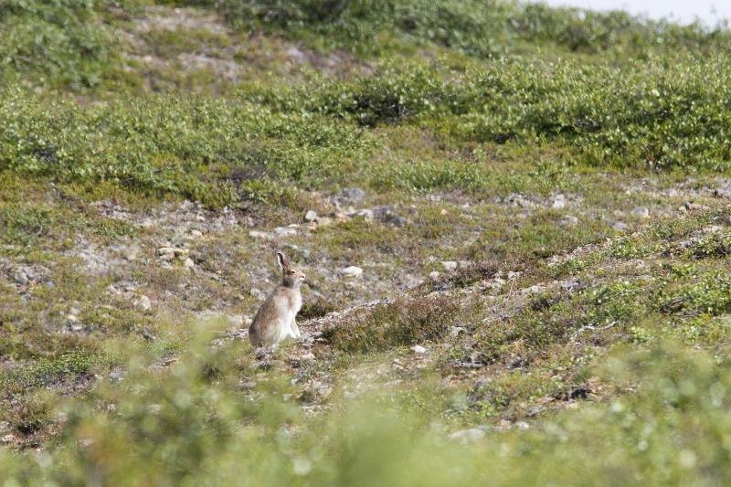 Mountain hare Lepus timidus Linnaeus, 1758