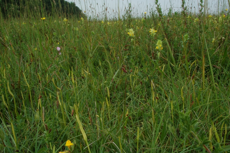 Ophioglossum vulgatum L.
