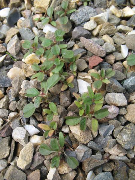 Amaranthus lividus L.