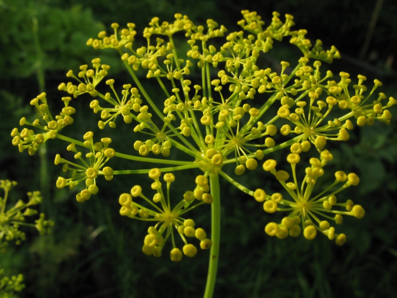 Semi Di Aneto Anethum Graveolens - Confezione Da 4g (~2000 Semi), Pianta Aromatica Annuale - Foto 6