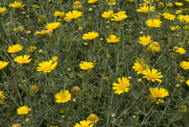 Chrysanthemum coronarium L.