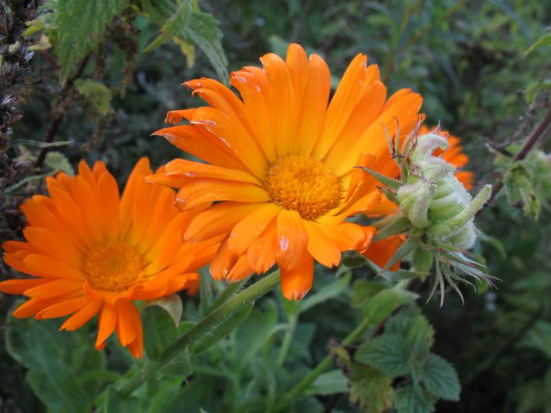 Calendula officinalis L.